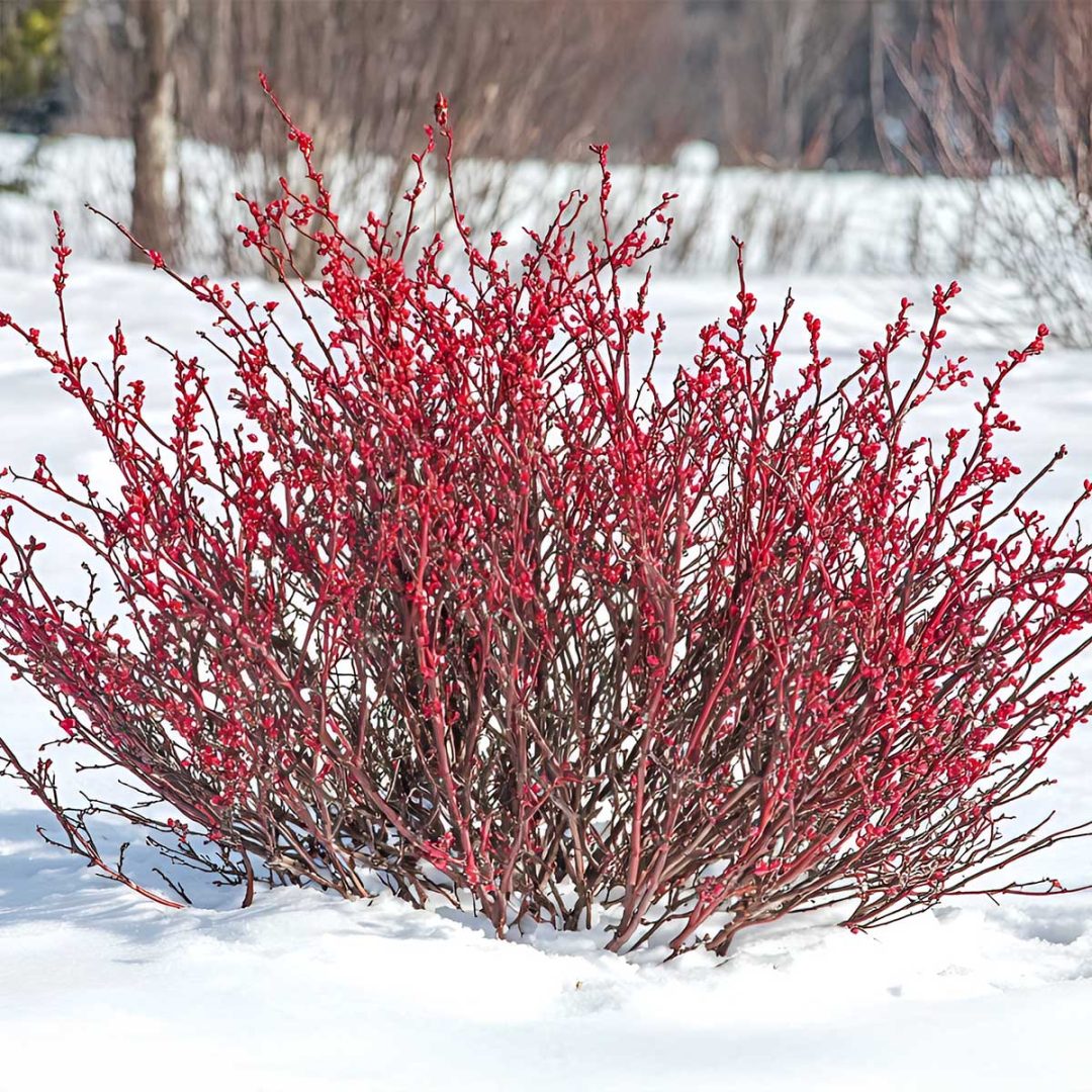 Cornus Sericea Cornus Sericea